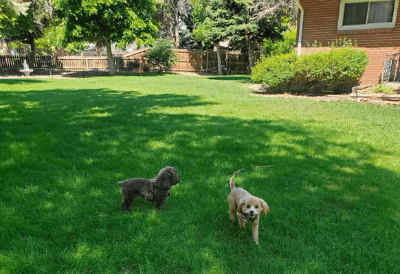 Angela Hibbard Dog Park